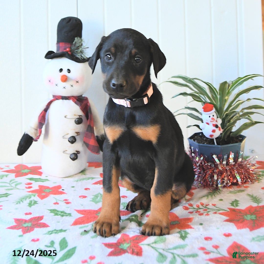 Doberman Pinscher dogs for sale: Bonnie - Ad 3