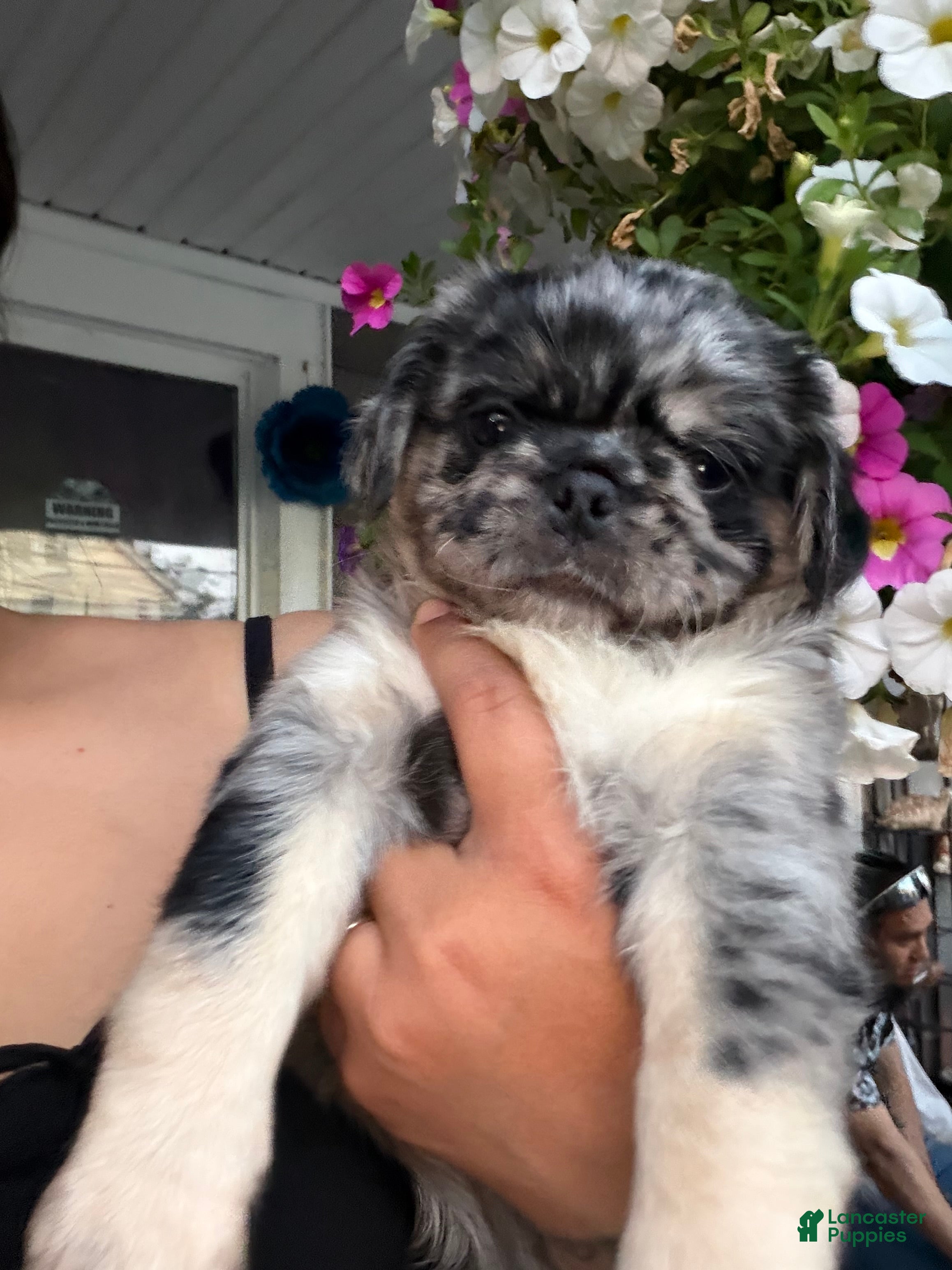 Pug dogs Pug Puppy 2 Roy - Ad 2