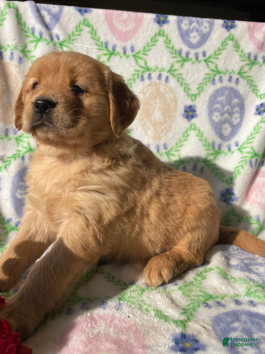 Golden Retriever dogs for sale: Ginger - Ad 2