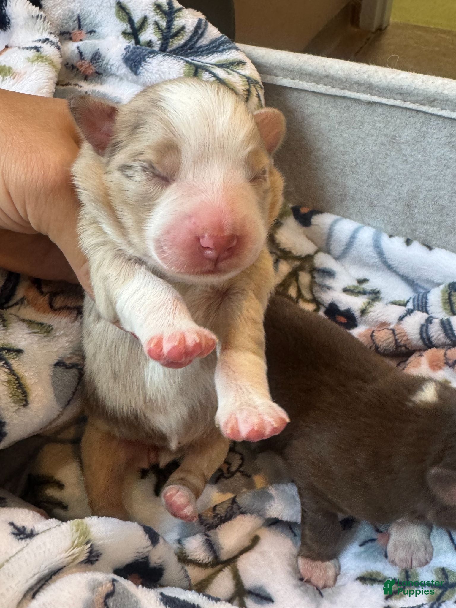 Australian Shepherd dogs Australian Shepherd 2 - Ad 2