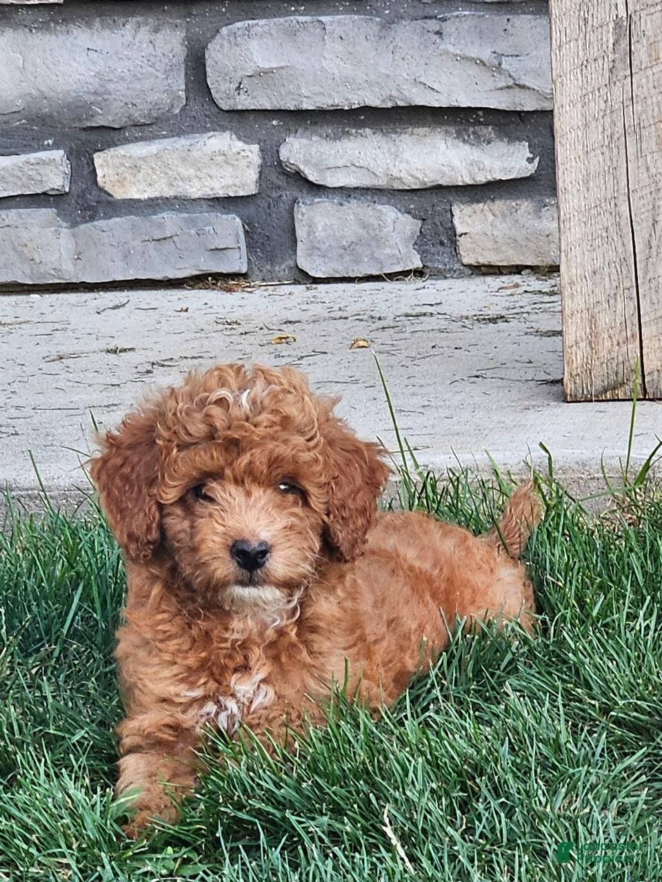 Mini Goldendoodle dogs Ginger  - Ad 2