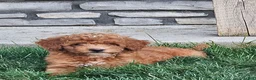 Mini Goldendoodle dogs for sale: Ginger  - Ad 4