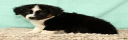 Mini Aussiedoodle dogs for sale: Lonnie - Ad 3