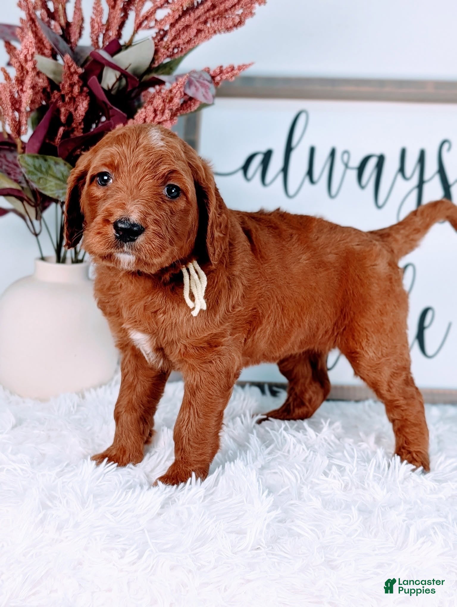 Goldendoodle dogs Ruth - Ad 10