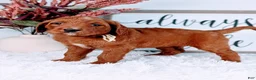 Goldendoodle dogs for sale: Ruth - Ad 1