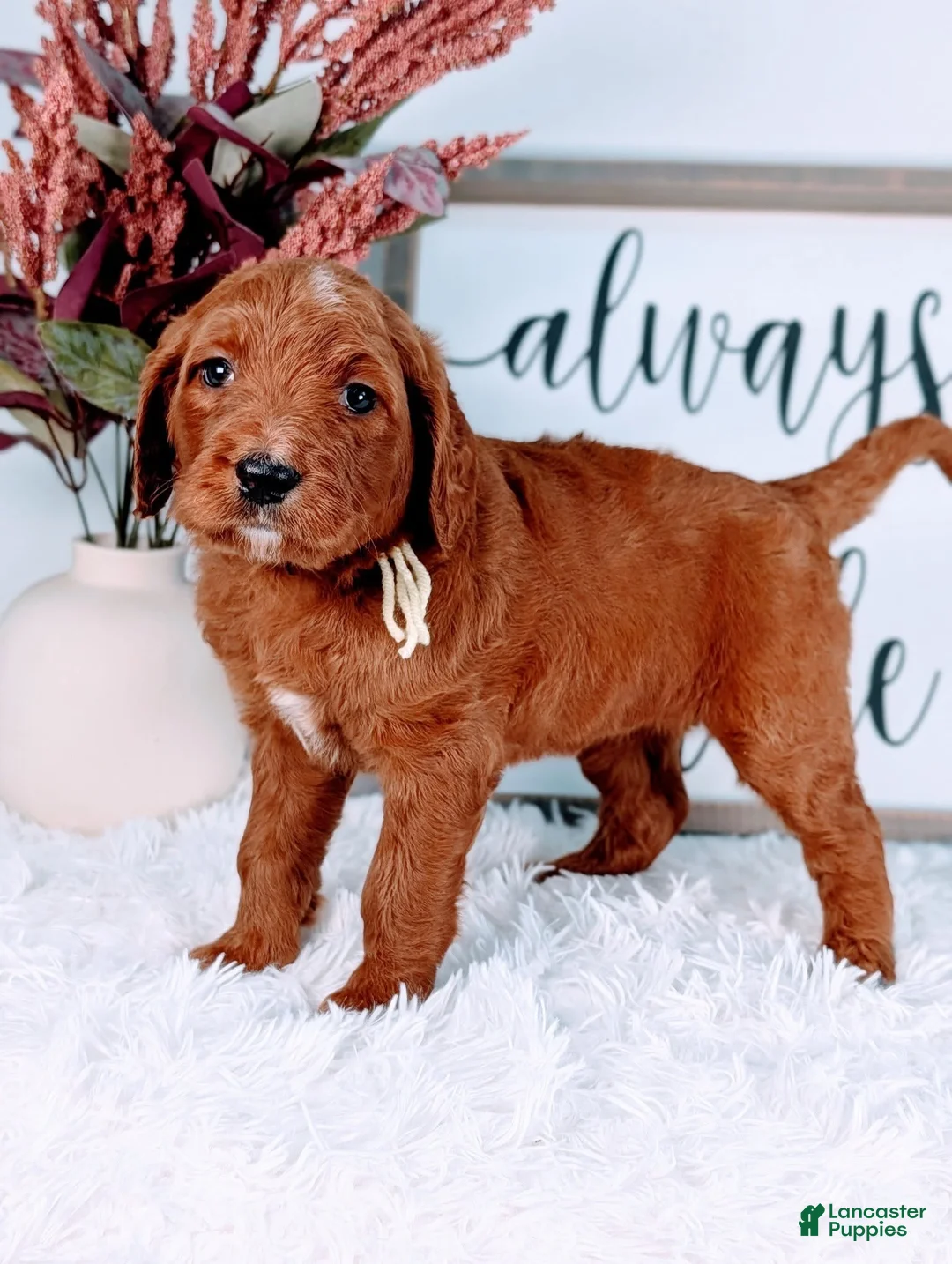 Goldendoodle dogs for sale: Ruth - Ad 1
