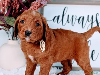 Goldendoodle dogs Ruth - Ad 10
