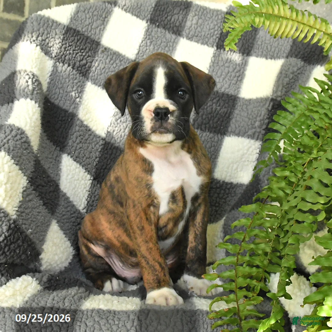 Boxer dogs for sale: Pepsi - Ad 1