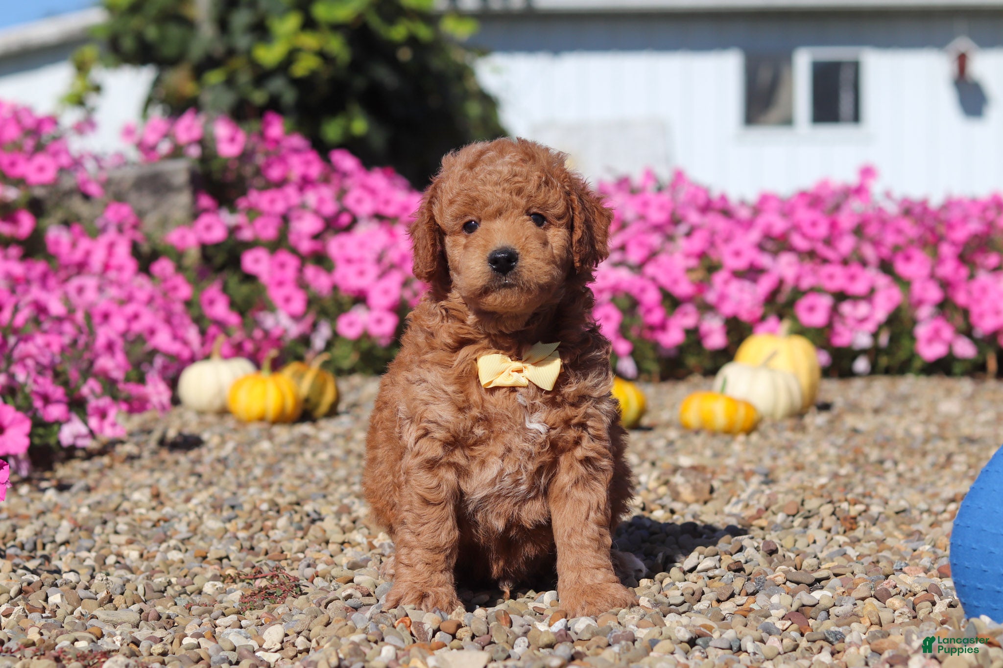 Mini Goldendoodle dogs Hunter - Ad 2