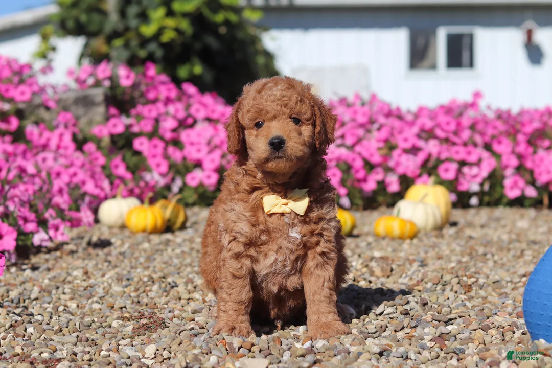 Mini Goldendoodle dogs for sale: Hunter - Ad 2