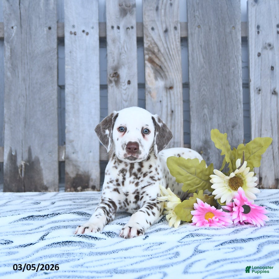 Dalmatian dogs Chief - Ad 1
