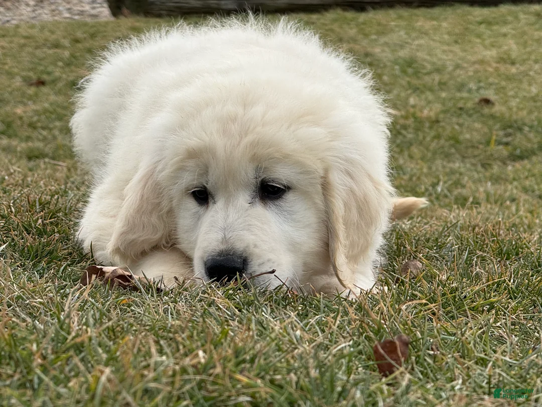 Golden Retriever dogs for sale: Pete - Ad 4