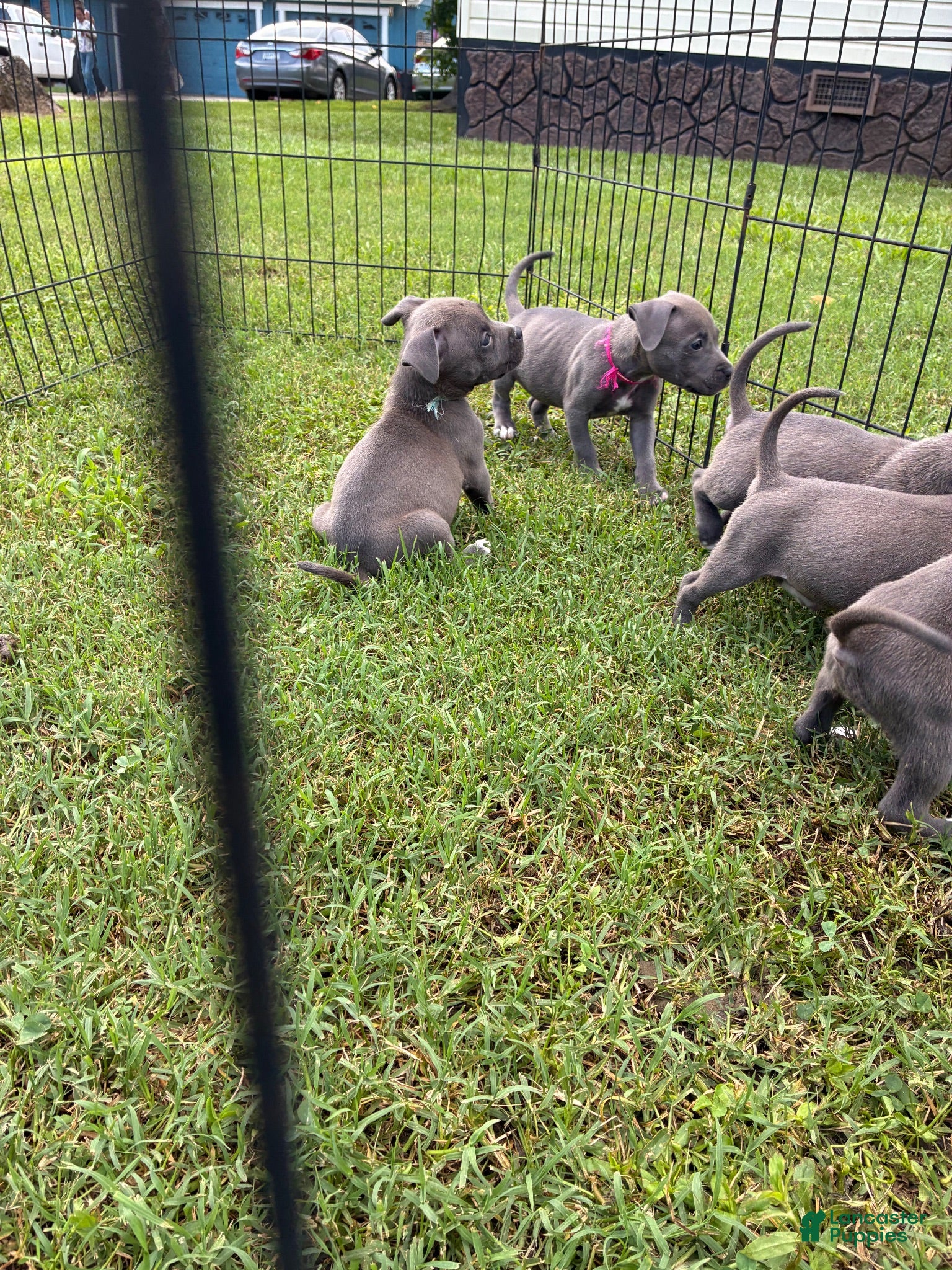 American Pit Bull Terrier dogs Resputia - Ad 25