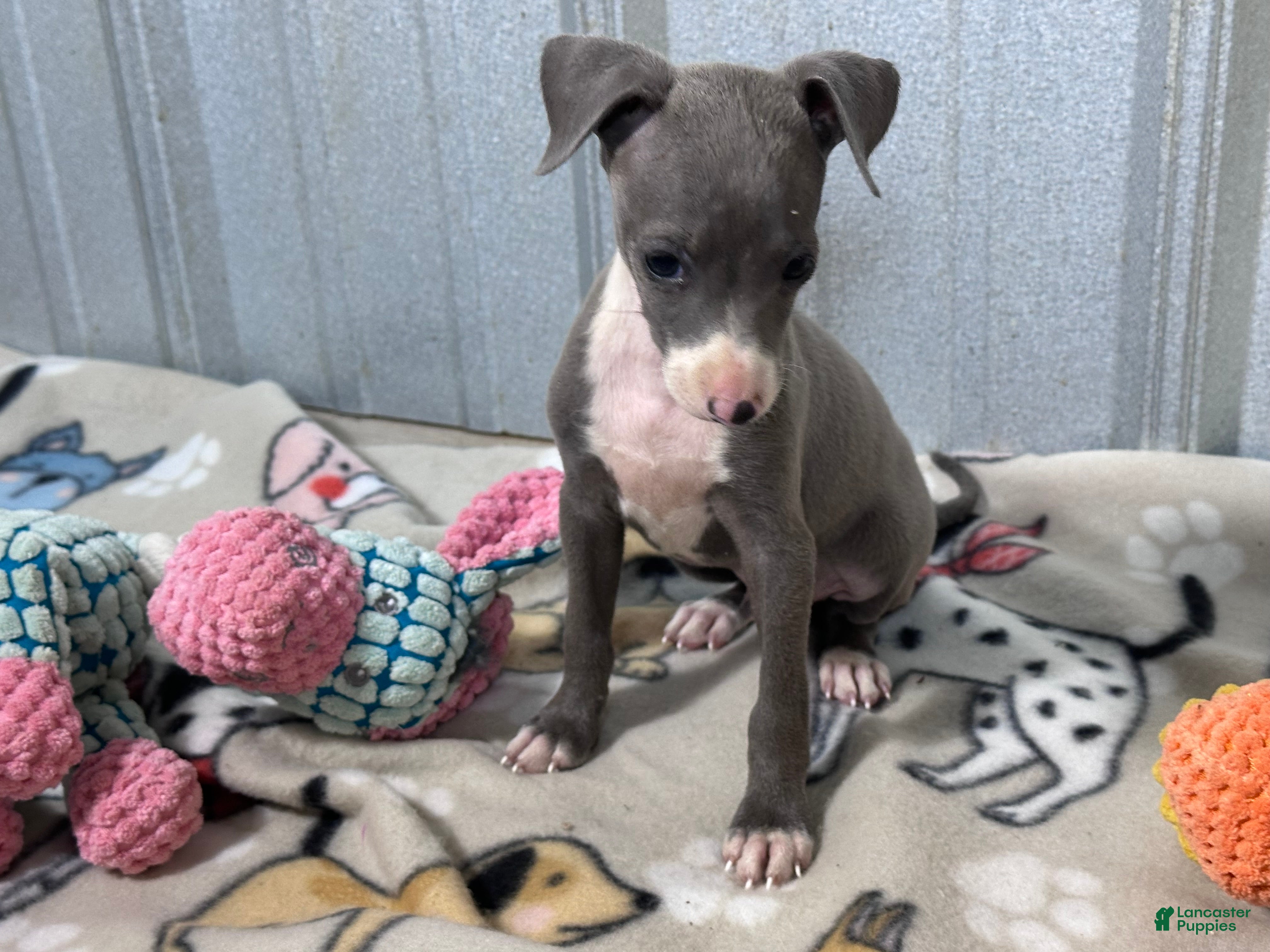 Italian Greyhound dogs Buzz - Ad 1