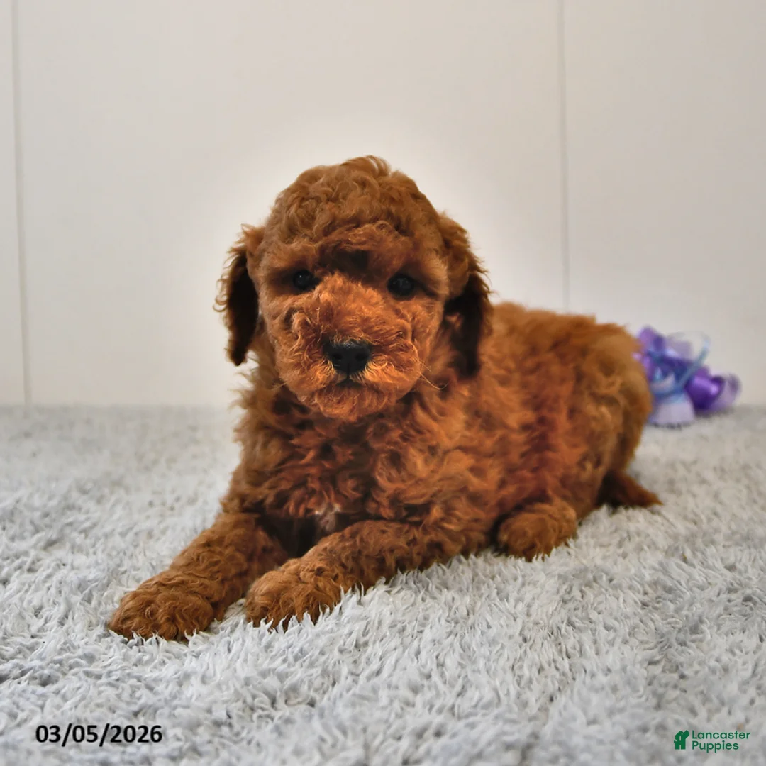 Mini Goldendoodle dogs for sale: Berry - Ad 2