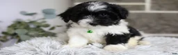 Maltipoo dogs for sale: Rocco  - Ad 9