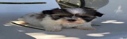 Mixed Breed dogs for sale: Milo - Ad 2