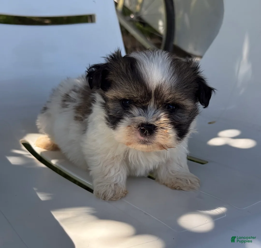 Mixed Breed dogs for sale: Milo - Ad 2