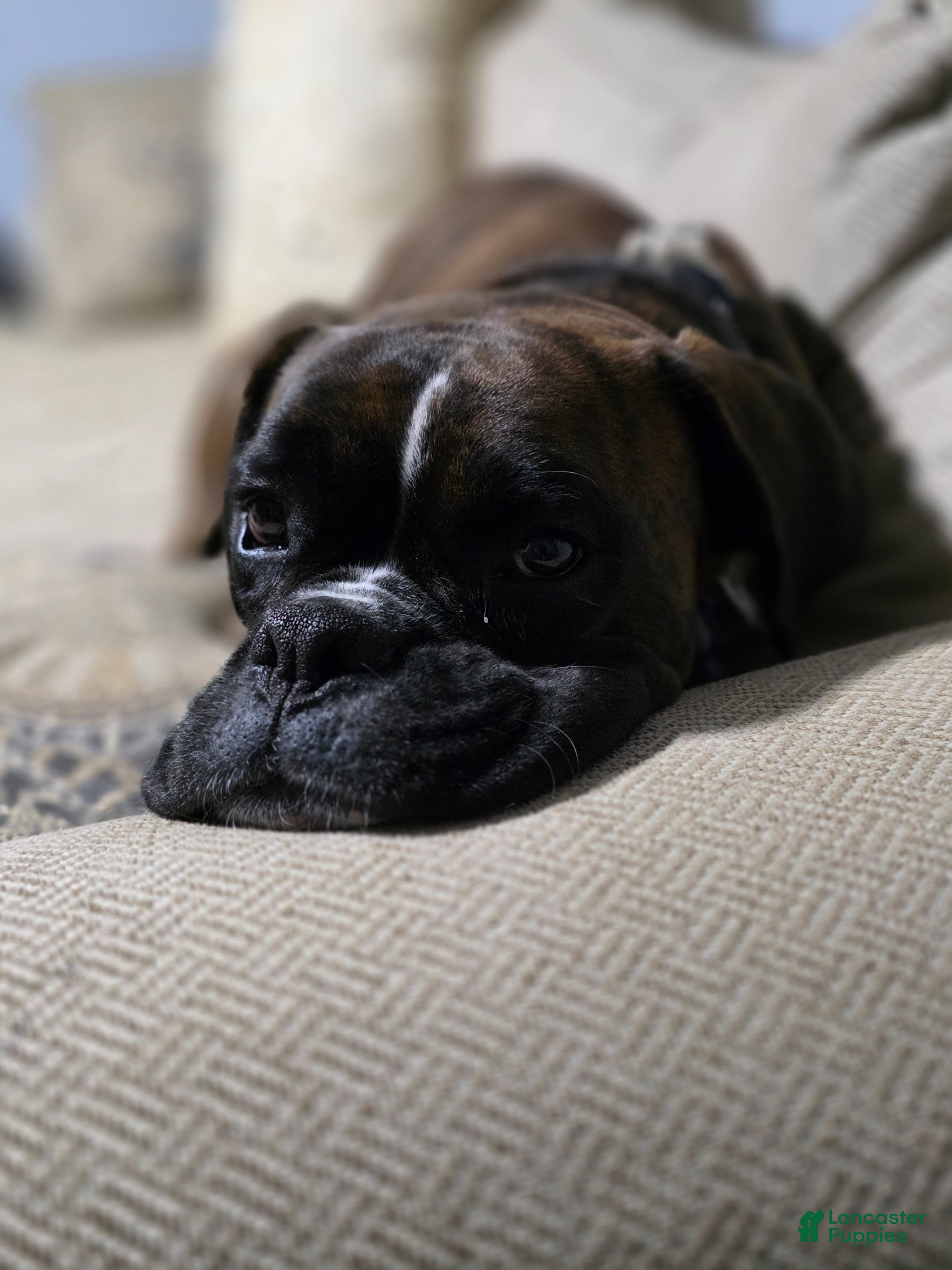 Brutus