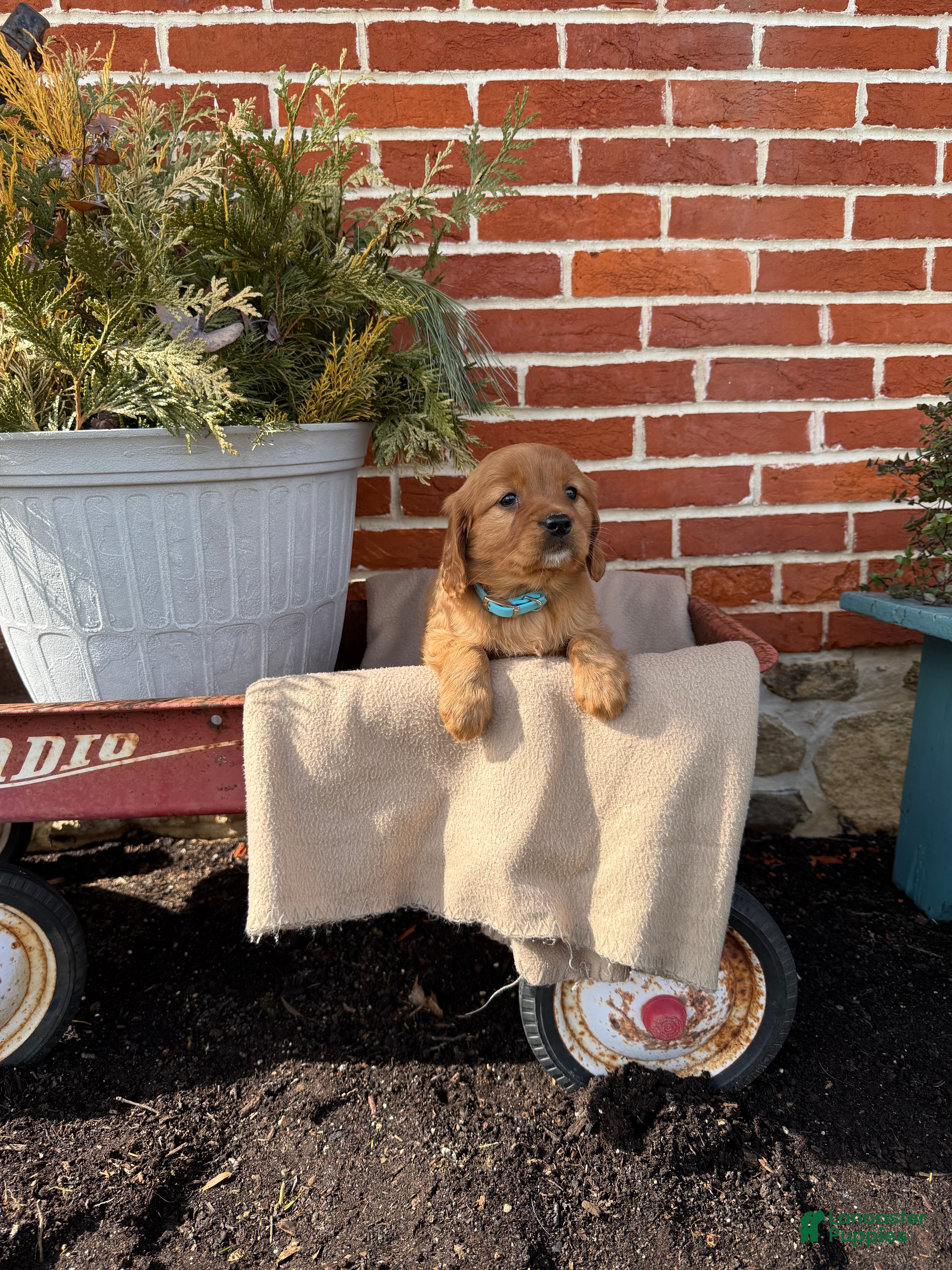 Miniature Golden Retriever dogs Miniature Golden Retriever Puppy 6 - Ad 2