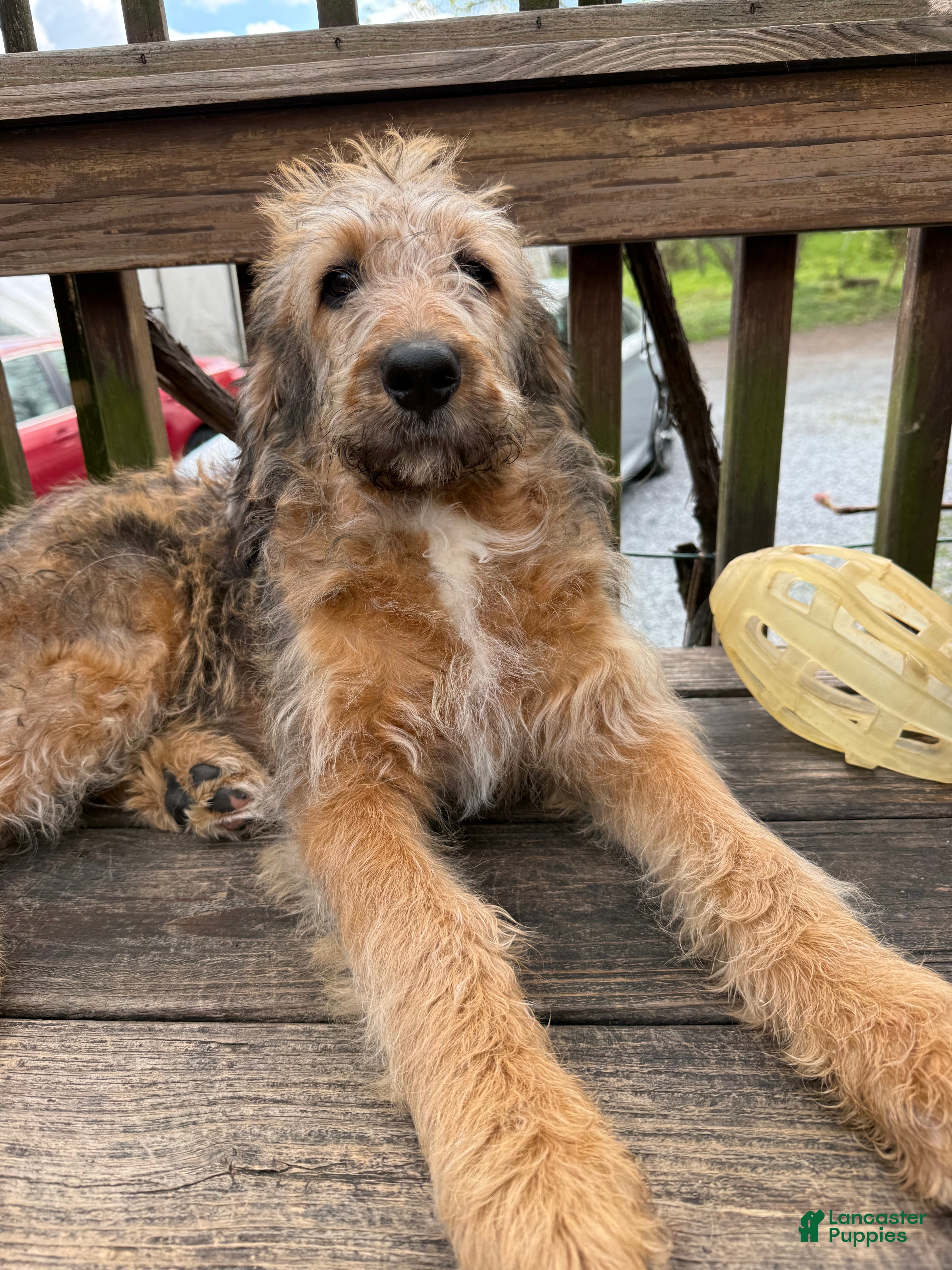 Mixed Breed dogs Sofie - Ad 2