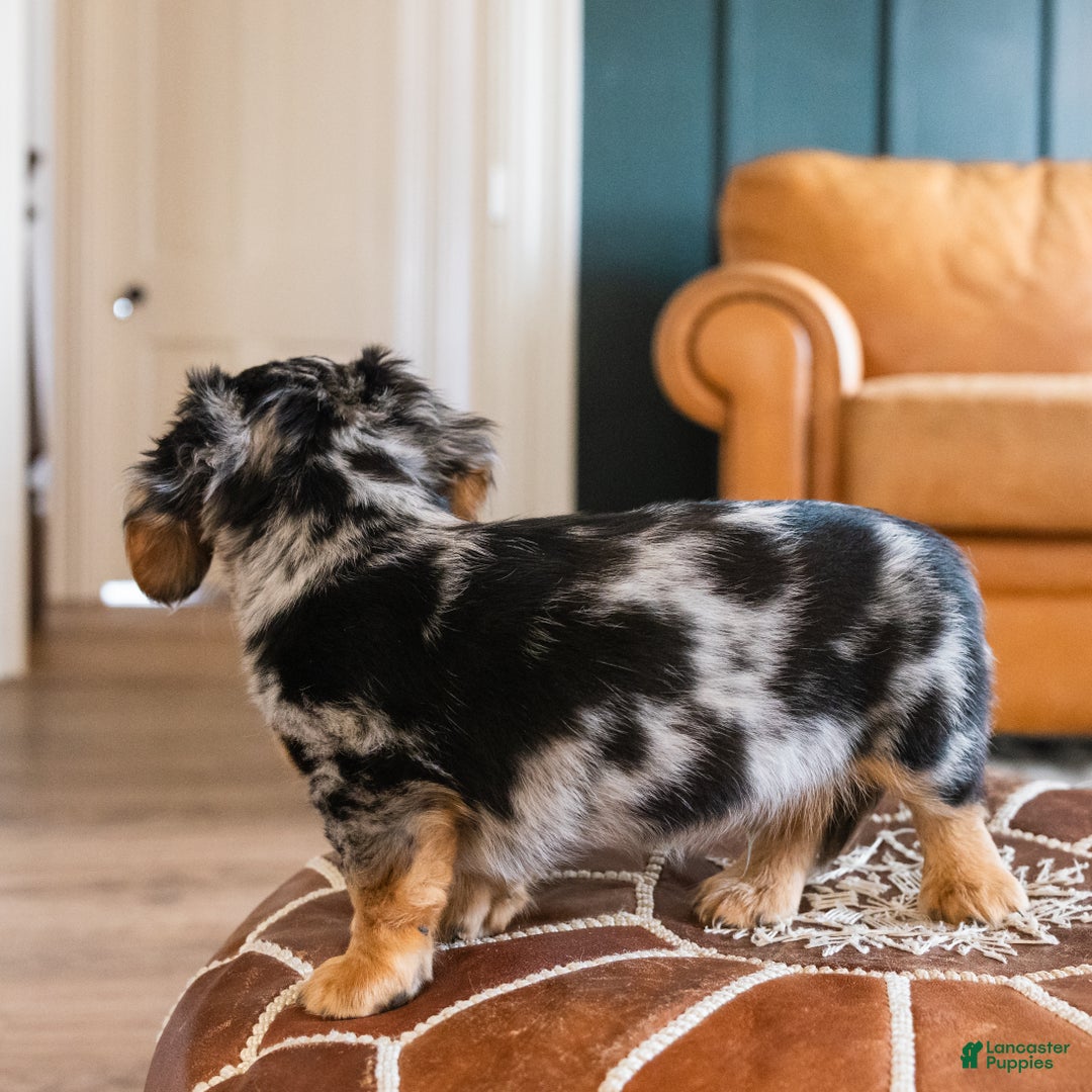 Dachshund dogs for sale: Dash - CHRISTMAS PUPPY! - Ad 4