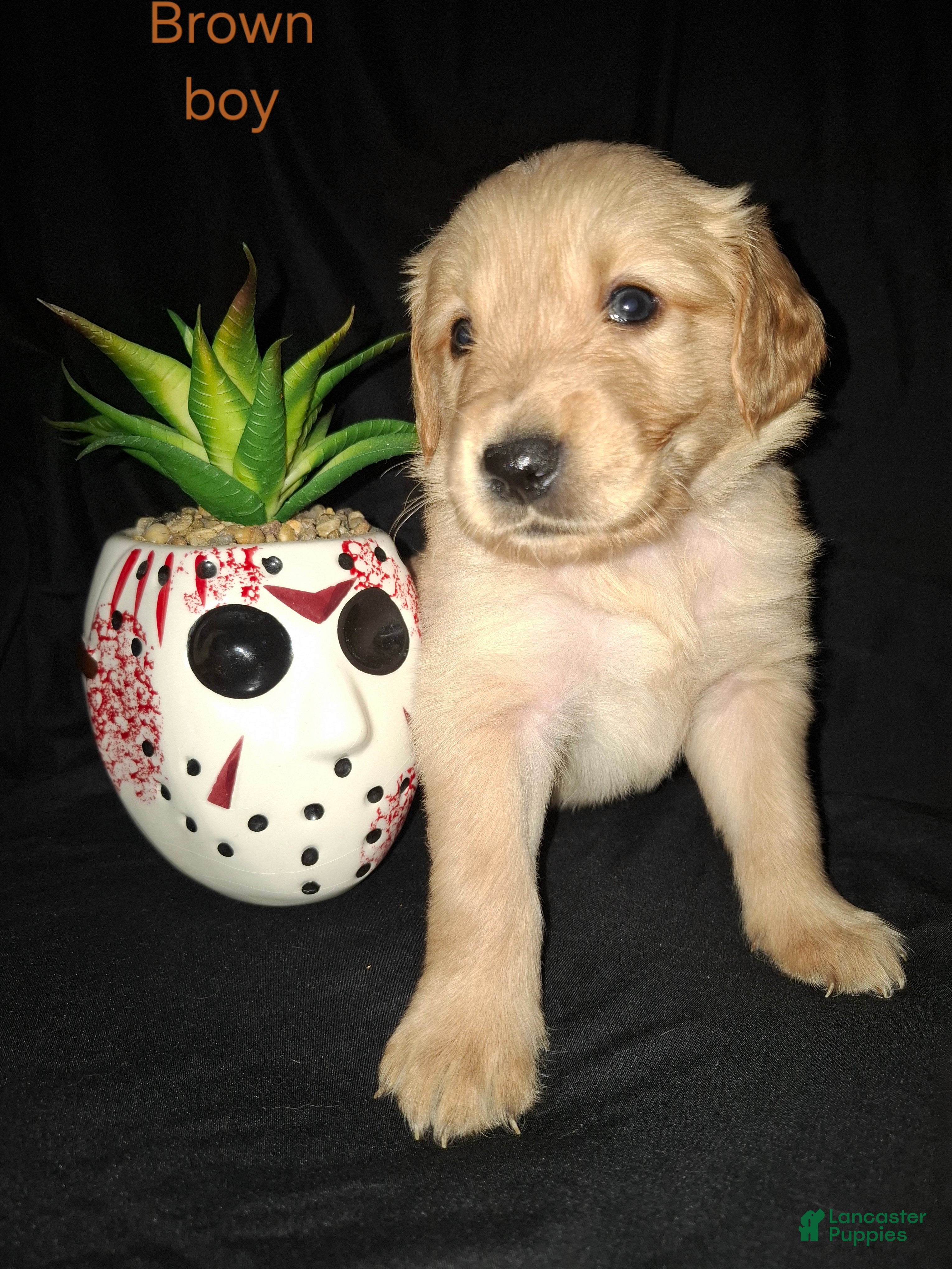 Golden Retriever dogs for sale: Golden Retriever 5 - Ad 23