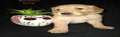 Golden Retriever 5