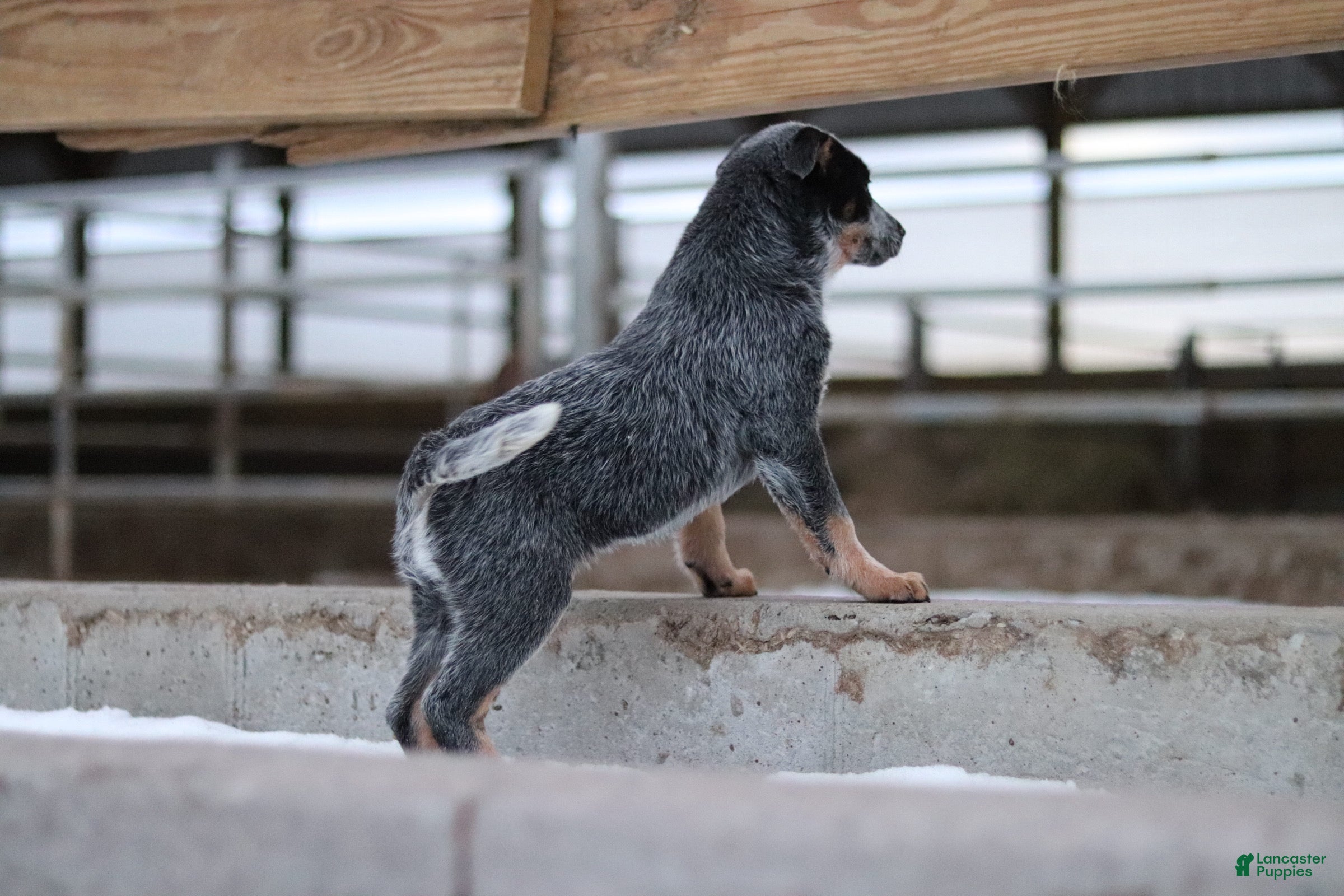 Australian Cattle Dog dogs Molly - Ad 22