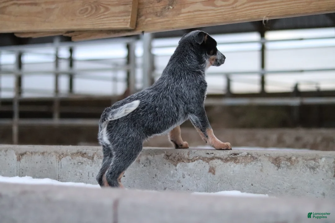 Australian Cattle Dog dogs for sale: Molly - Ad 1