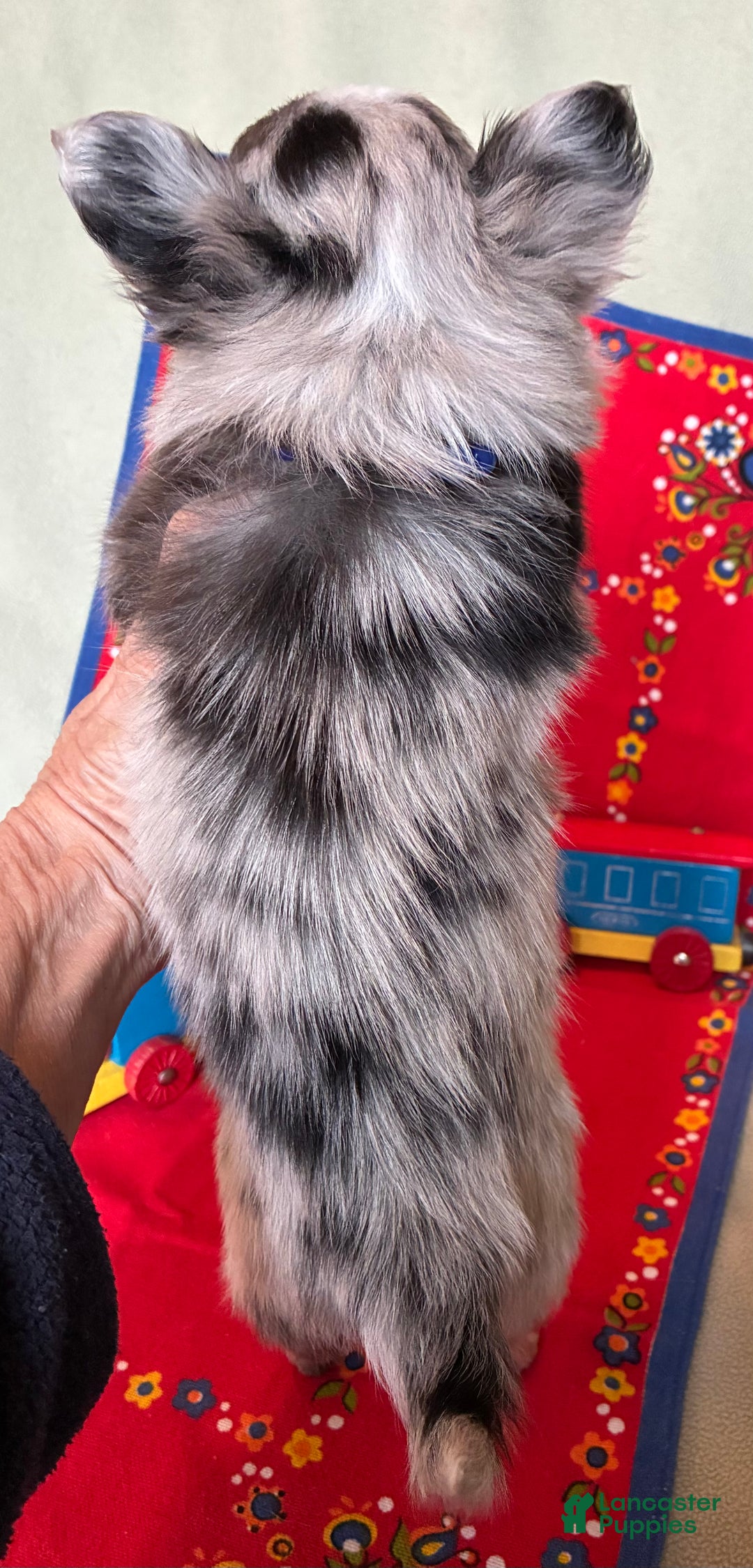 Chihuahua dogs for sale: AKC Champion-sired Houdini - Ad 5