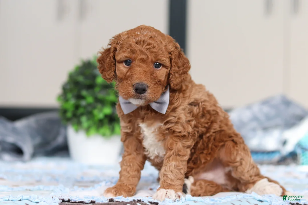 Goldendoodle dogs for sale: Oakley - Ad 4