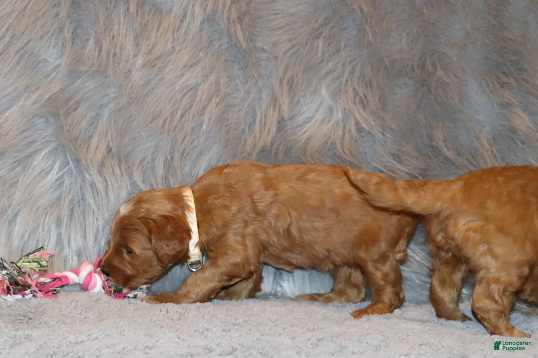 Mini Goldendoodle dogs for sale: Whitney 🌷 Genetic Clear Parents - Ad 24