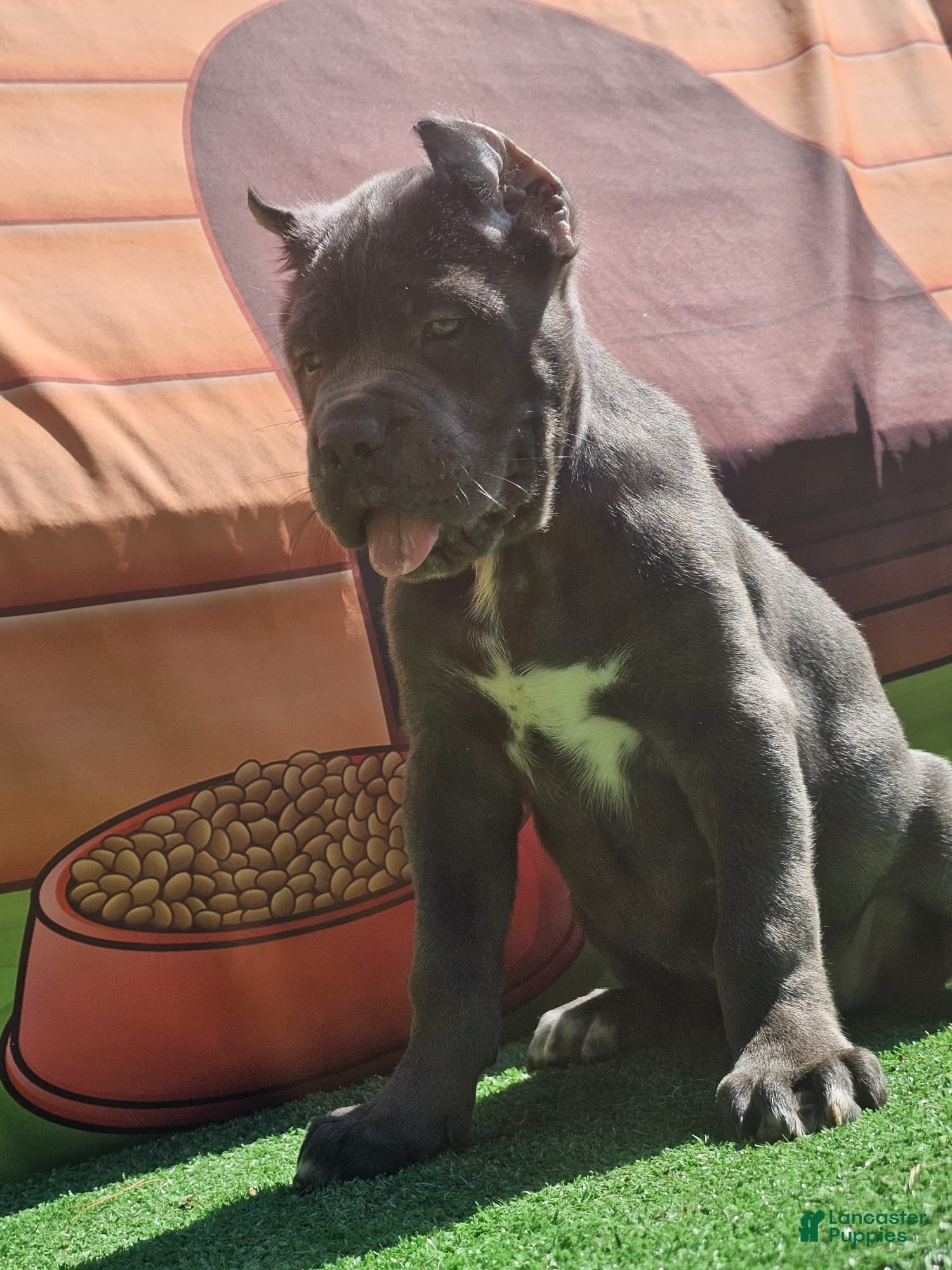 Cane Corso dogs MOCHA - Ad 2