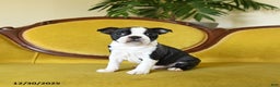Boston Terrier dogs for sale: Prancer - Ad 6