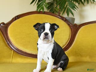 Boston Terrier dogs Prancer - Ad 25