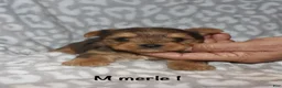 Yorkshire Terrier dogs for sale: Merle male 1 - Ad 2