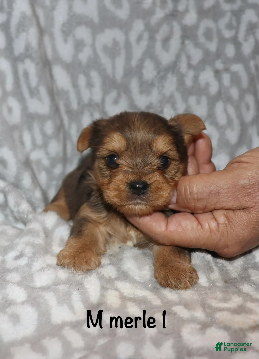 Yorkshire Terrier dogs for sale: Merle male 1 - Ad 2