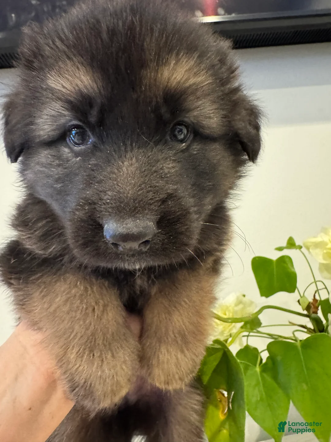 German Shepherd dogs for sale: Jerry - Ad 1