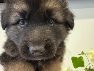 German Shepherd dogs Jerry - Ad 2