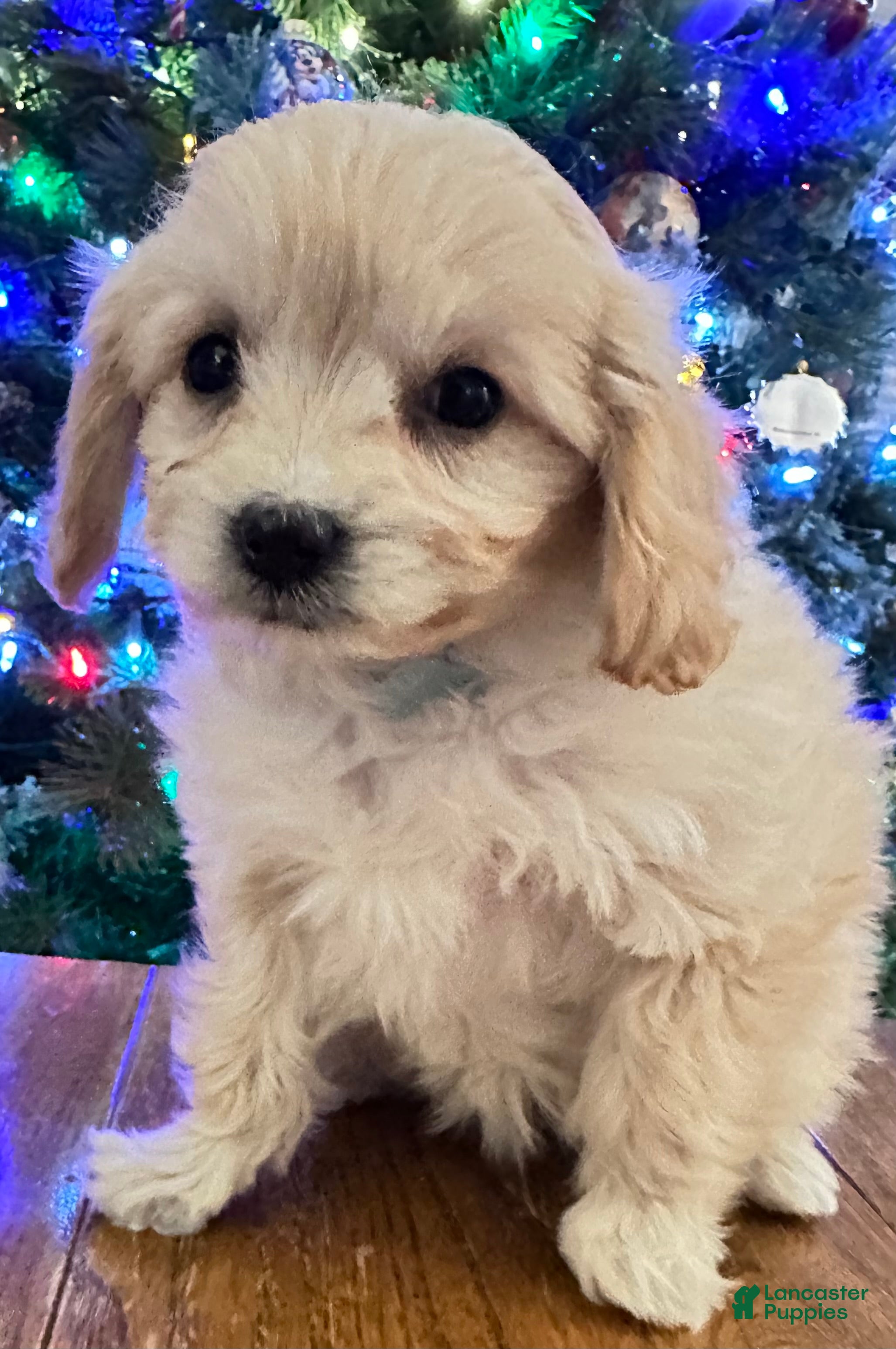 Cavachon dogs Maggie  - Ad 41