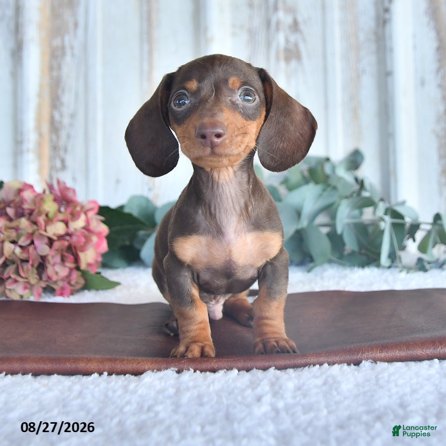 Miniature Dachshund dogs Cedar - Ad 1