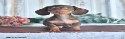 Miniature Dachshund dogs for sale: Cedar - Ad 1