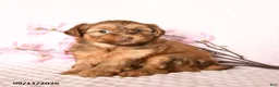 Yorkshire Terrier dogs for sale: Dreamcicle - Ad 3