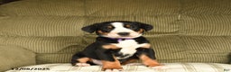 Greater Swiss Mountain Dog dogs for sale: Rhea - Ad 2