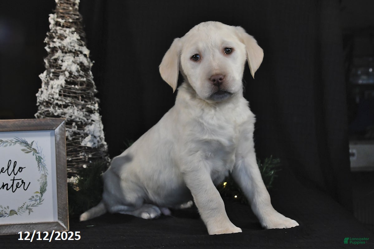 Labrador Retriever dogs Ronnie - Ad 32