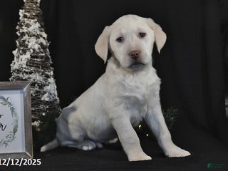 Labrador Retriever dogs for sale: Ronnie - Ad 4