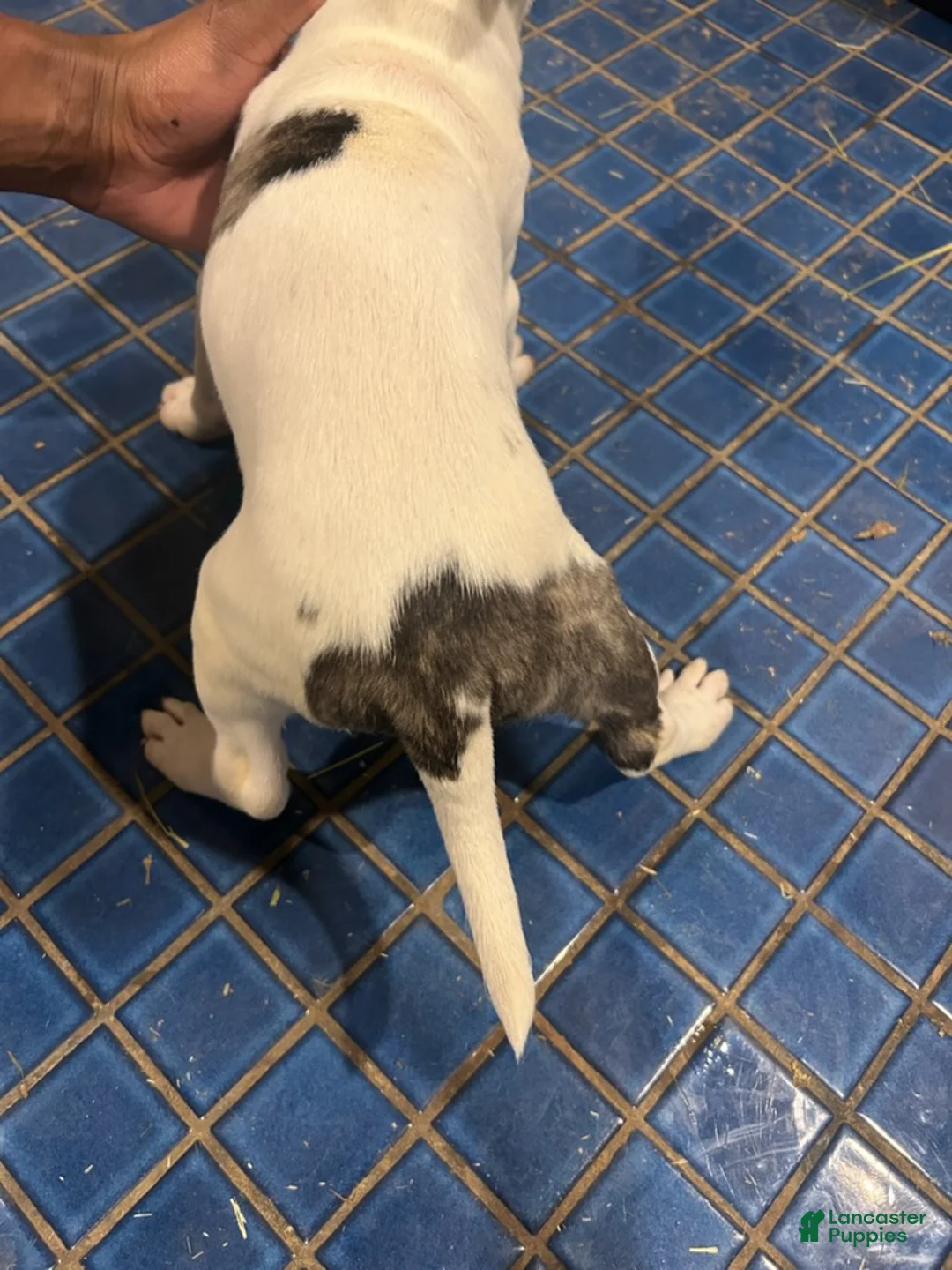 Bull Terrier dogs for sale: Bull Terrier Male - Ad 3