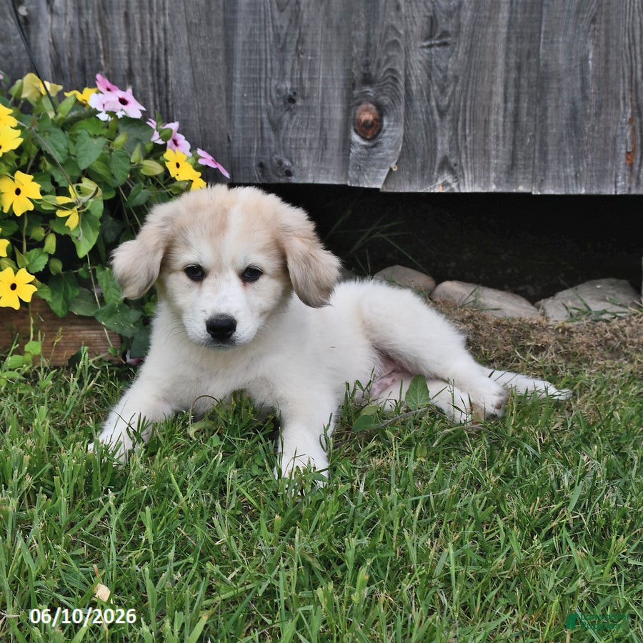 Mixed Breed dogs Finn - Ad 1