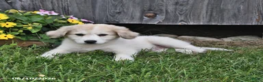 Finn